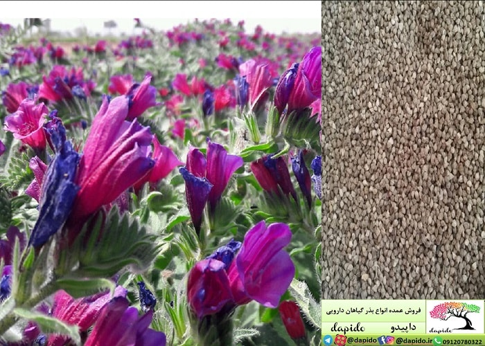 میزان بذر گل‌ گاوزبان در هکتار